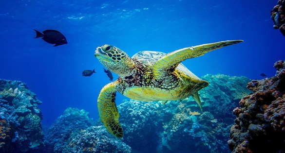 Turtle swimming in open water with fish